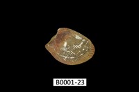 藏品(銀錦蛤)的圖片